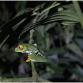 Green Tree Frog II