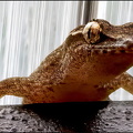 Lizard Stare Down