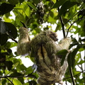 Three-toed Sloth II
