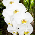 Orchids