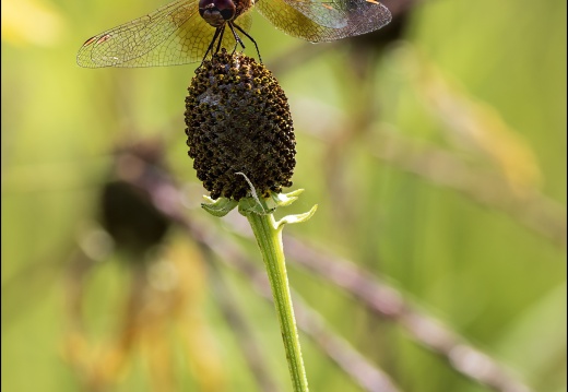 Creatures - Macro Photography