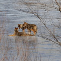 Coyotes on our frozen pond