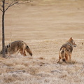 Coyote with a tasty ground squirrel