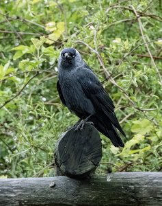 Western Jackdaw
