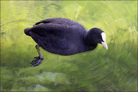 Eurasian Coot