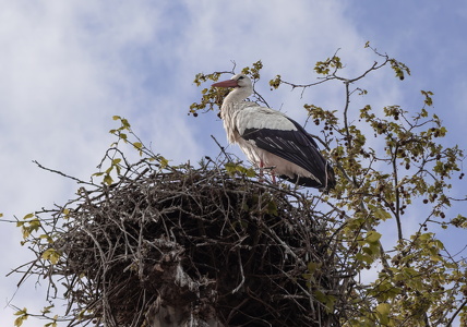 White Stork