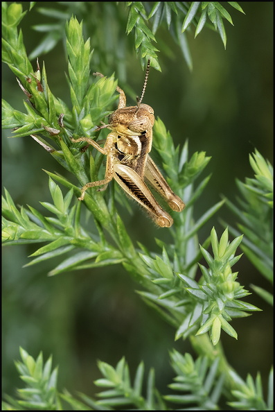 5432_hopper pine.jpg