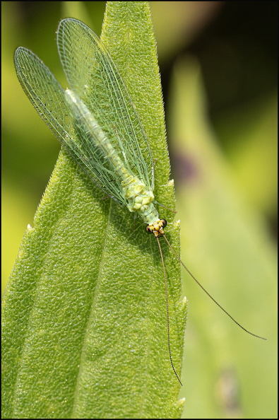 5485_Lacewing Fly - Chrysoperla carnea II.jpg
