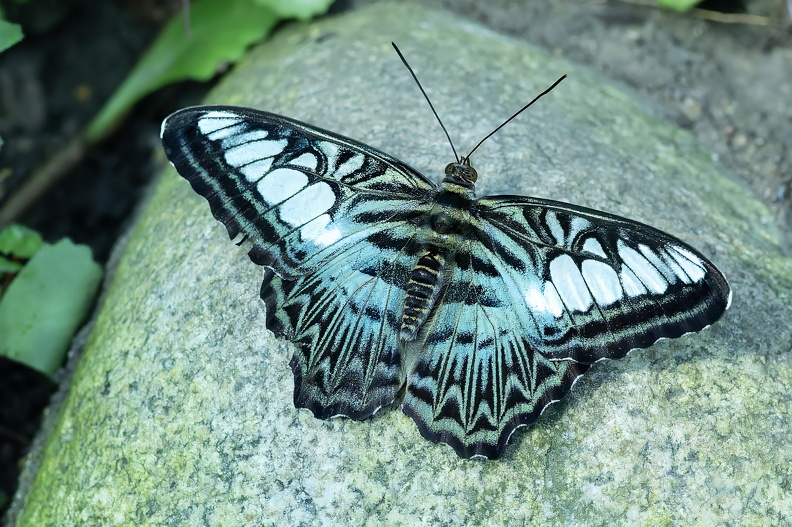 5696-Blue Clipper.jpg