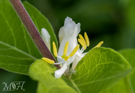Amur Honeysuckle - Lonicera maackii