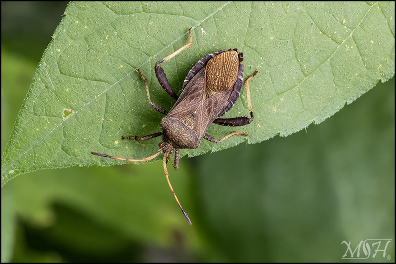 7579_Florida leaf-foot.jpg