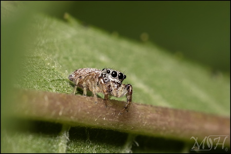 Jumping Spider, Sassacus