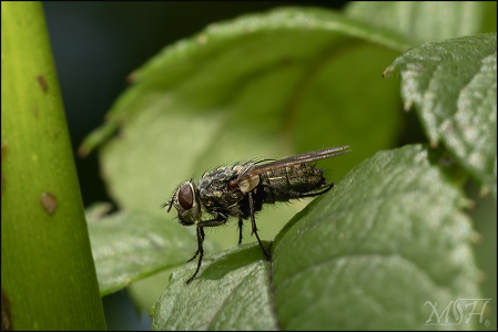 Common fly