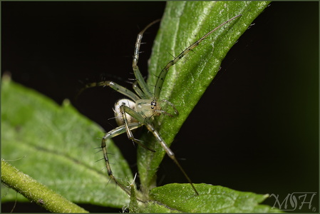 Green Lynx Spider