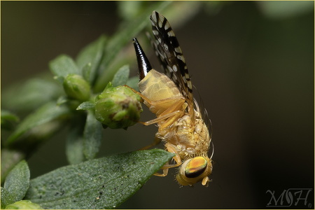 Scarce Hemp-agrimony Fly