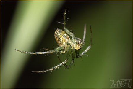 Green Orb Weaver Spider