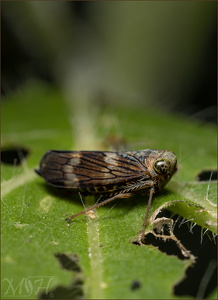 Coppery Leafhopper (11051 visits) Coppery Leafhopper
