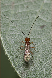 Braconid Wasp