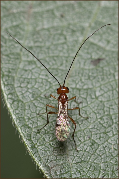 56227_Braconid Wasp.jpg