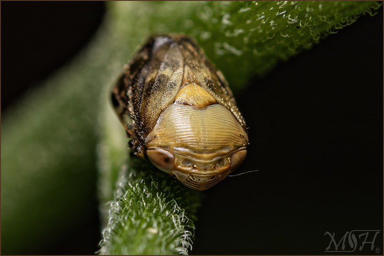 56299 Alder Spittlebug.jpg