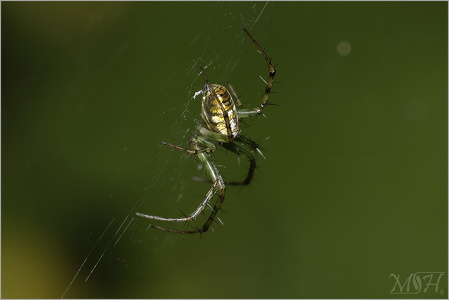 Cricket-bat Orbweaver - Mangora acalypha
