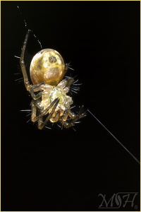 Sixspotted Orbweaver