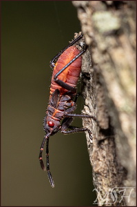 Boxelder Nymph