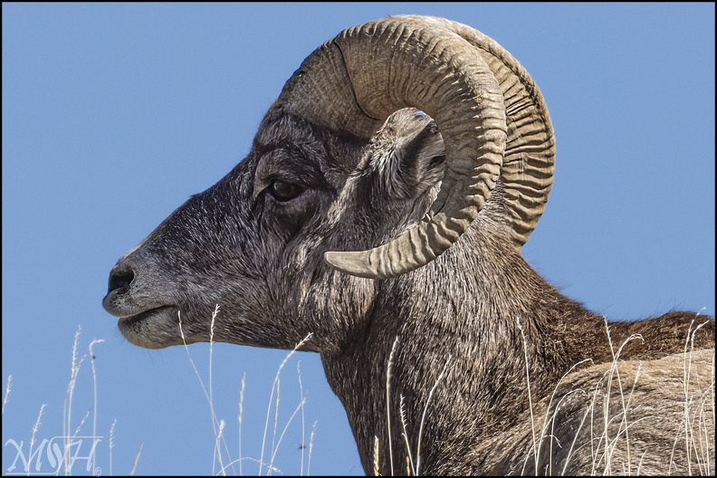 MHR56753_Longhorn Portrait.jpg