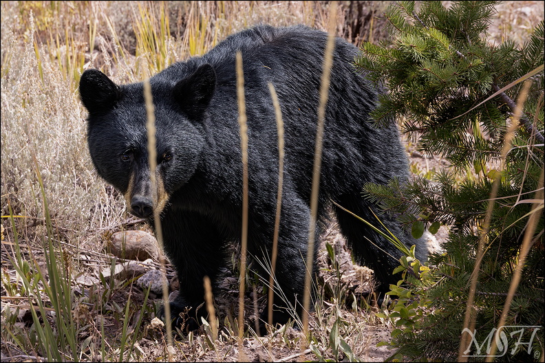 8314_Little Black Bear.jpg