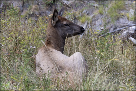 Elk Resting (778 visits) Elk Resting
