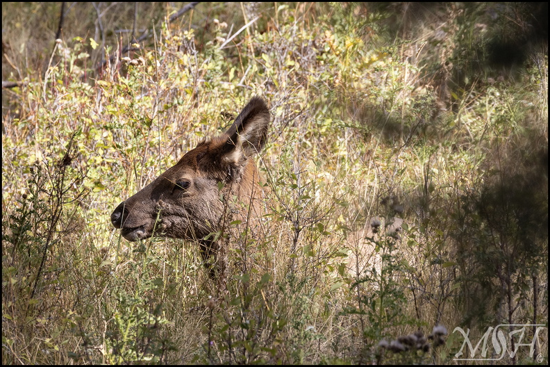 56828_Elk doe in brush.jpg
