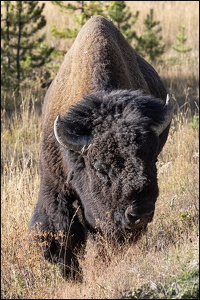 Bison Strolling (729 visits) Bison Strolling