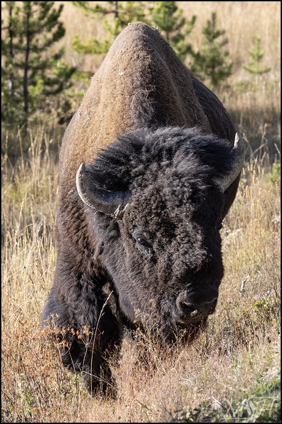 57252_Bison Strolling.jpg