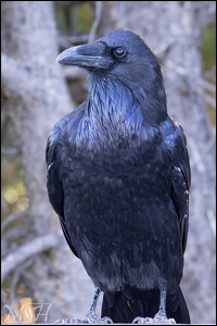 Raven Poser
