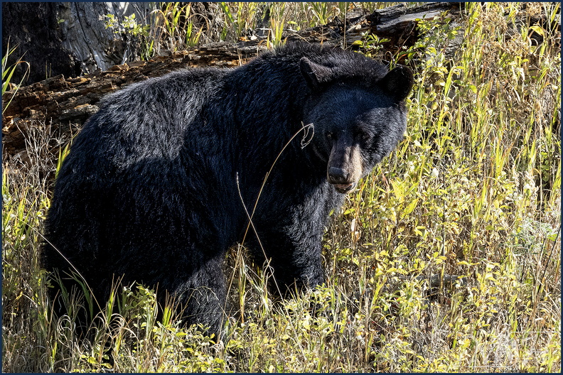 57683_Black Bear.jpg