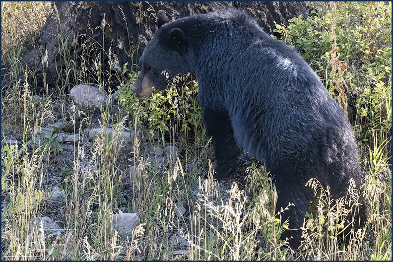 57736_Black Bear.jpg