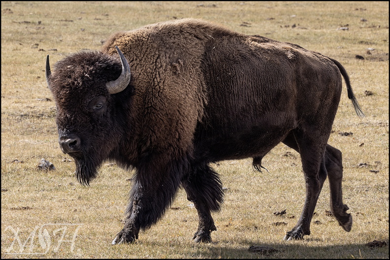 58229_Bison Strolling.jpg