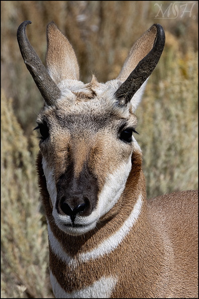 58319_Pronghorn.jpg