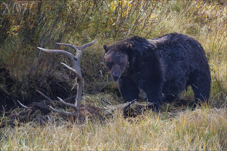 58831-Grizzly_Elk.jpg