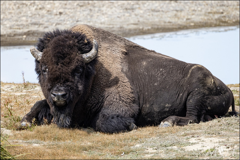 58963_Old Bison.jpg