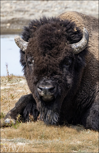 58963_Old Bison_P.jpg
