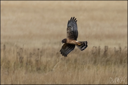 Northern Harrier