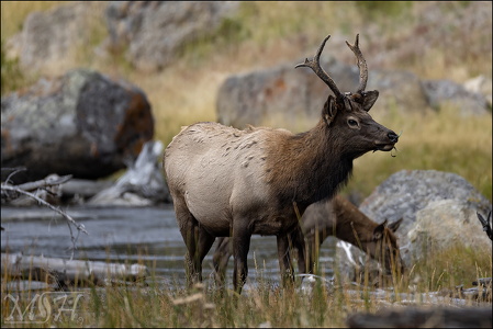 Juvenile Bull Elk on the River (994 visits) Juvenile Bull Elk on the River