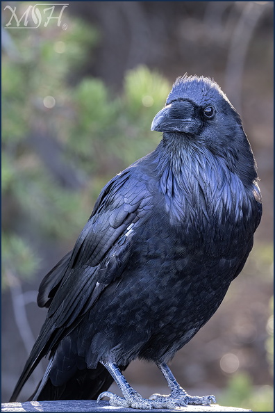 MHR57311_Raven standing.jpg