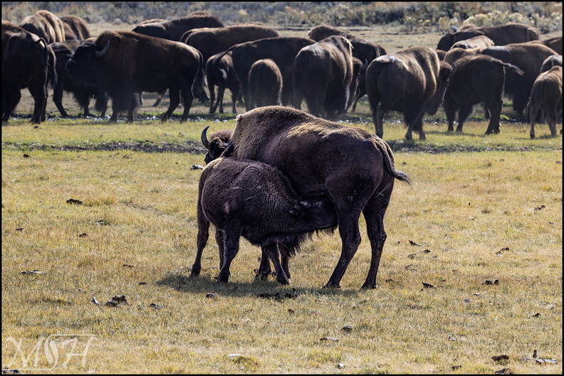 58065_Bison Calf Nursing.jpg