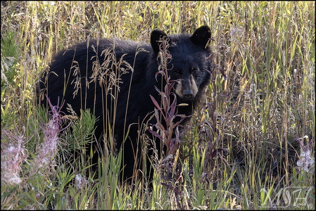 Black Bear Cub (833 visits) Black Bear Cub