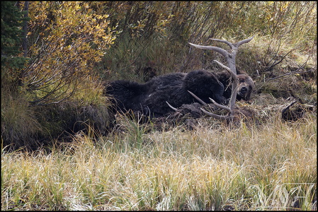 Grizzly napping on downed Elk (1305 visits) Grizzly napping on downed Elk