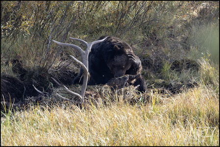 Grizzly, oh my, I am so full!