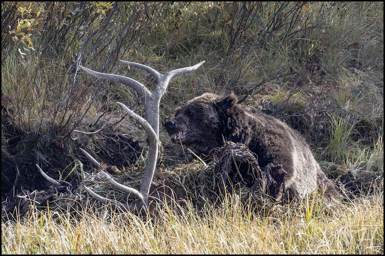 MHR59091_Grizzly-Mmmm tasty.jpg