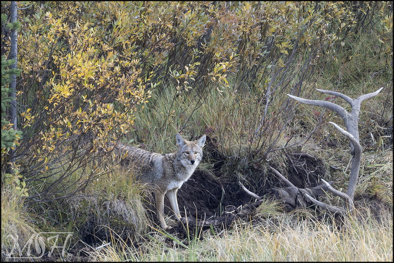 MHR59255_Coyote - is it safe.jpg